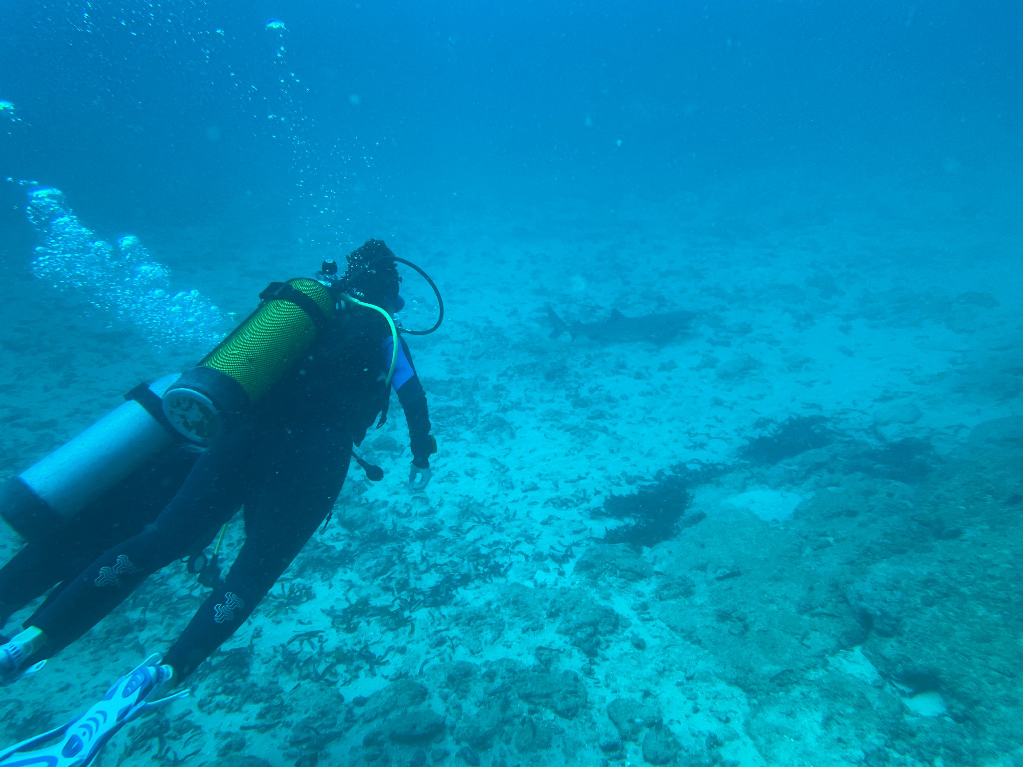 Scuba Diving Certification — Mombasa for water-sports Mombasa Dive Center — event booking Kenya